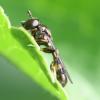 Neoascia podagrica
